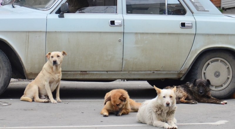 В Крыму готовы к введению обязательной регистрации домашних питомцев. Фото Александра КАДНИКОВА.