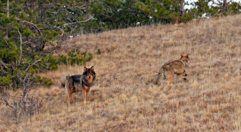 Волкособы и волки довольно похожи, не все могут их различить. Фото ФГУП «Заповедный Крым».