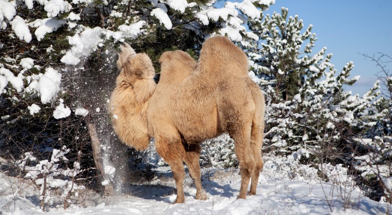 Снежный верблюд. Фото Анны Левченко.