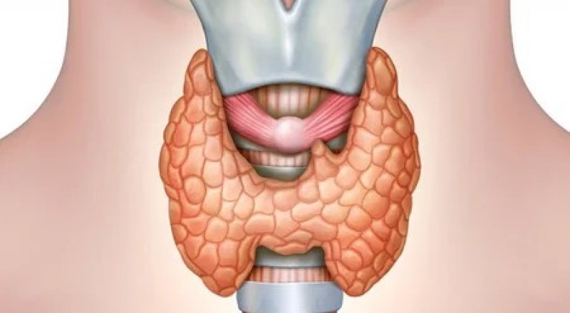 Строение щитовидной железы. Фото из открытого источника.