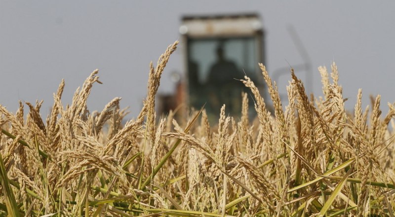 Семена нескольких сортов предоставил крымчанам краснодарский центр риса. 