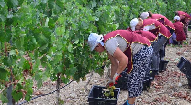 Виноград - золото всего полуострова.