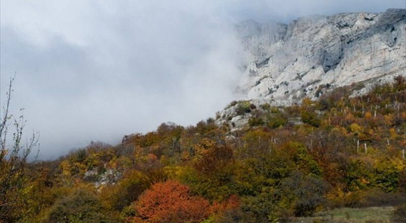 Роза чатыр даг фото и описание