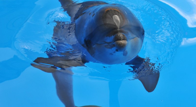 Дельфины могут вовсе исчезнуть, если человек не остановит варварское разграбление морских глубин. 
