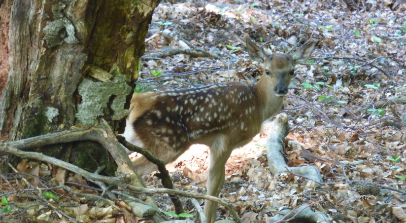 Оленёнок под Большой Чучелью.