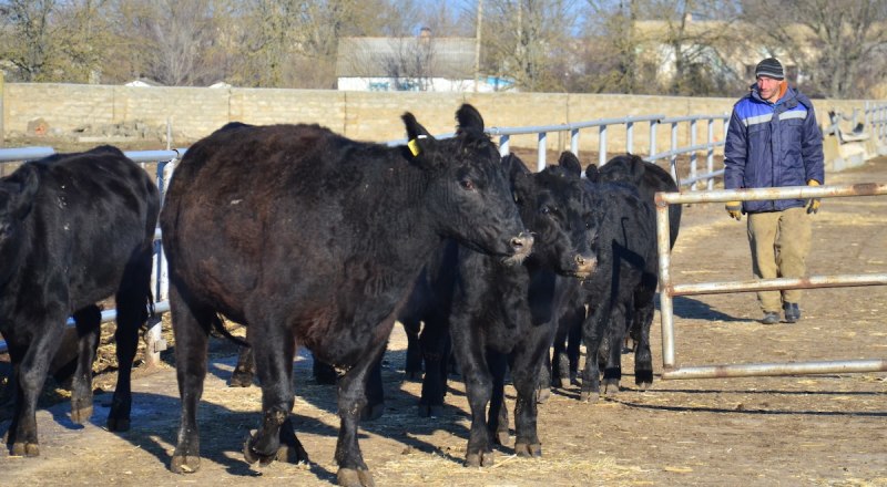 В этом году тем, кто разводит крупный рогатый скот, будут выплачивать 7 млн. руб.