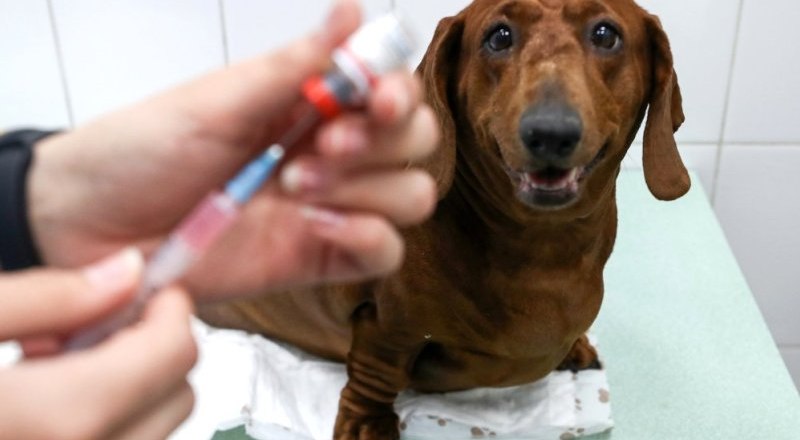 В Беларуси активно идёт замена импортных ветеринарных препаратов отечественными. Фото Михаила ТЕРЕЩЕНКО/ТАСС.