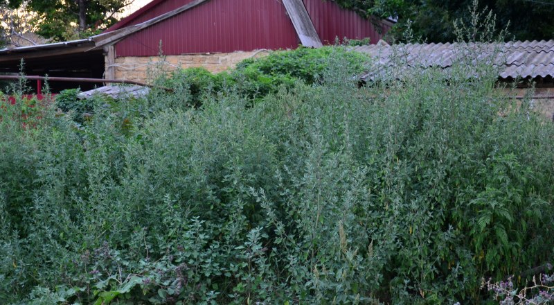 За сорняки на участке могут оштрафовать.