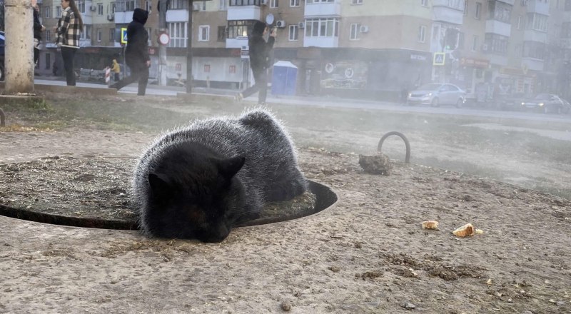 Бездомный кот греется на люке в центре Симферополя.