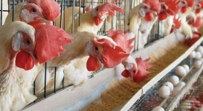 В 2014 году Крым был обеспечен мясом птицы лишь на 70-80%. Теперь мы готовы продавать его другим регионам.