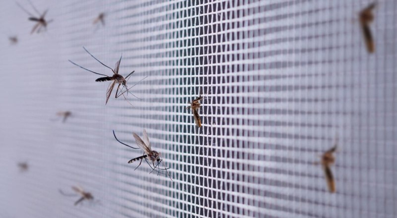 Москитные сетки могут защитить от надоедливых насекомых хотя бы дома.