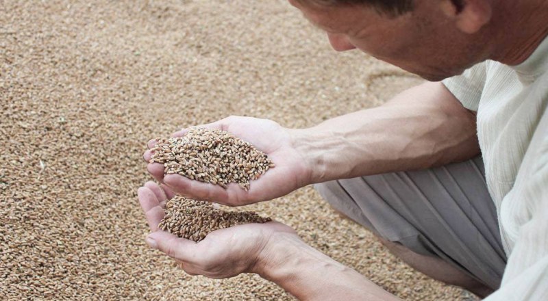 Крымские аграрии пока неохотно сеют твёрдые сорта пшеницы.
