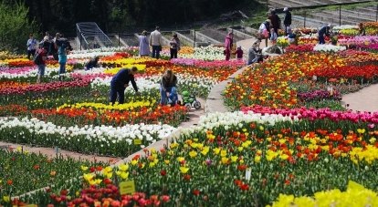 Истинные ценители тюльпанов найдут на этом весеннем празднике цветов два раритетных иностранных сорта.