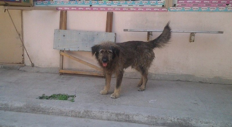 За убийство этого пса Джерри житель Севастополя был приговорён к... исправительным работам.