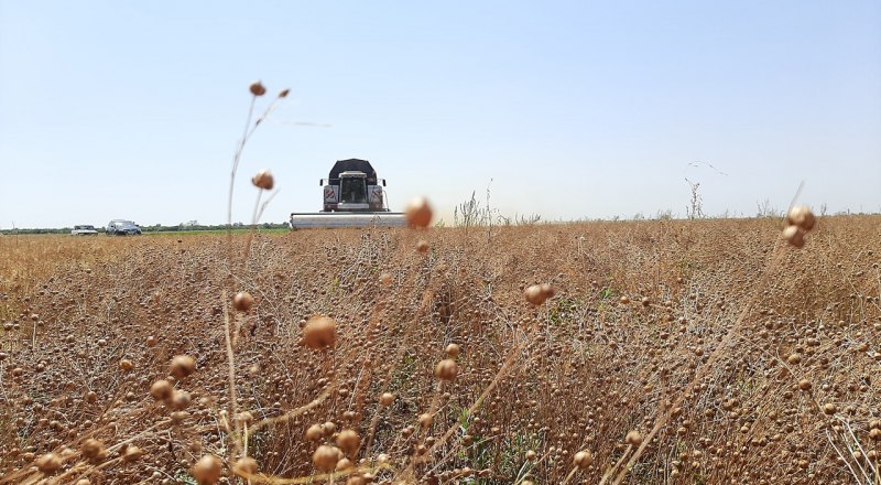 В этом сезоне крымские аграрии намолотили уже более 20 тыс. тонн семян льна. Фото пресс-службы Минсельхоза.