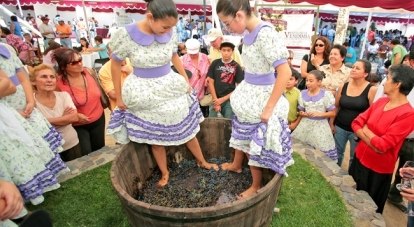 На фестивале «Wine Fest» виноград будут давить традиционным способом - босыми ногами.