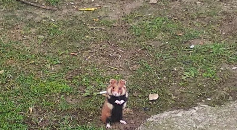 Карбыш любит поесть, особенно молодые побеги. 