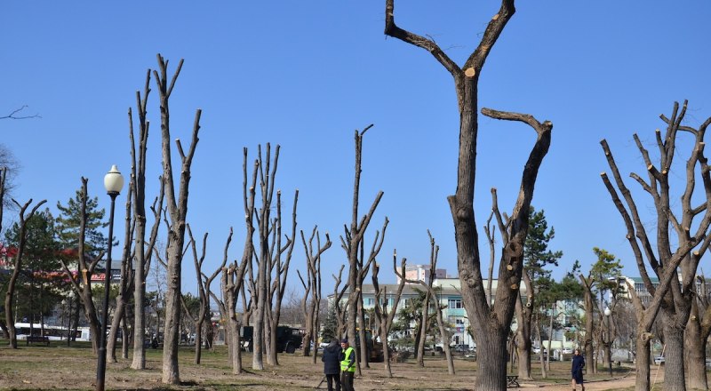 Недавняя обрезка деревьев в парке им. Шевченко наглядно показала - парки надо защищать.