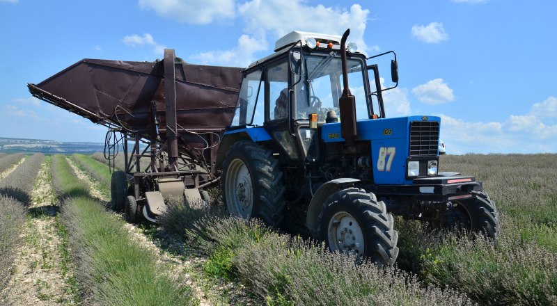 Эфиромасличная отрасль может и дальше процветать в Крыму.