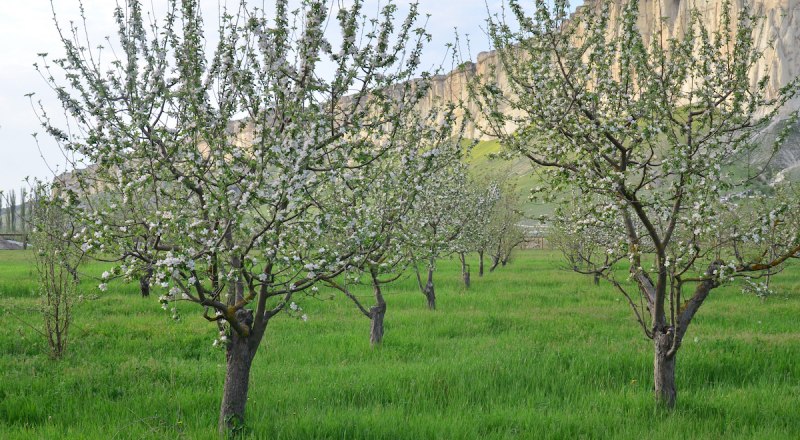 За последние восемь лет в Крыму заложено 7,7 тыс. гектаров плодово-ягодных насаждений.