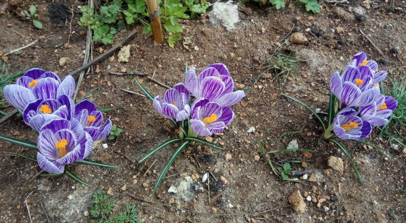 Крокусы - яркие весенние лучики, которые прекрасно растут на балконах и в палисадниках. Фото из открытого источника. 