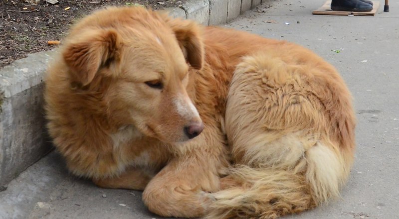 В Крыму действует программа ОСВВ - самый гуманный и эффективный способ уменьшения численности бездомных животных. 