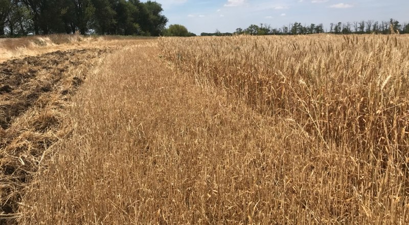 Засуха на полуострове сказывается на всех сферах экономики.
