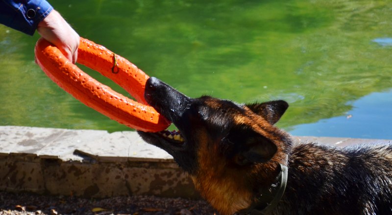 Занятия с собакой - обязательный пункт в воспитании.