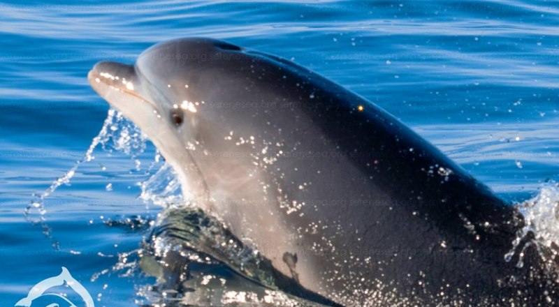 Дельфины - теплокровные живородящие млекопитающие. Отверстие на их голове - дыхало. Фото Центра.