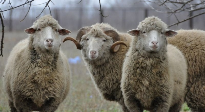 Крымские учёные хотят вывести новую породу цигайских овец.