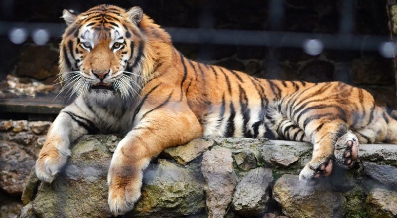 Тигр - это, в первую очередь, хищник и убийца. Фото: Анны Кадниковой