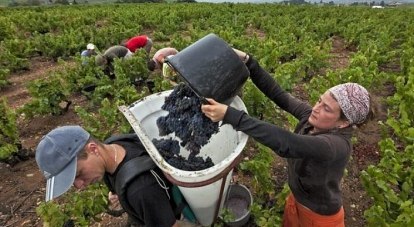 Внедрение капельного орошения виноградников могло бы увеличить урожайность в 2-3 раза.