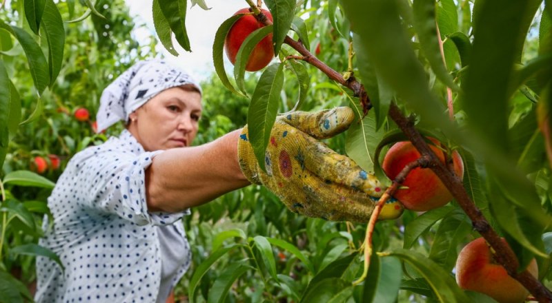 В нынешнем году в Севастополе соберут более 220 тонн персиков, говорят аграрии. Фото Сергея МАЛЬГАВКО/ТАСС.