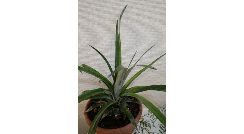 Плод ананаса нужно будет ждать несколько лет.