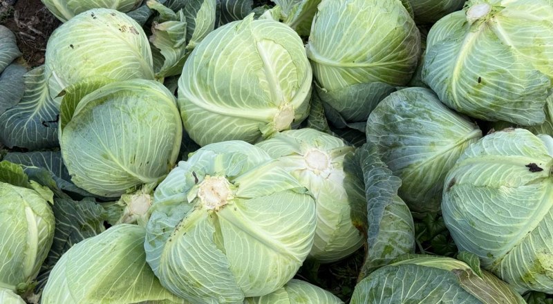 Фото пресс-службы Минсельхоза РК.