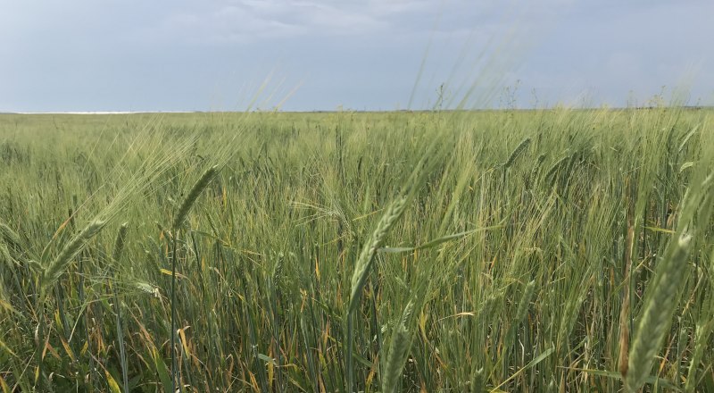 Урожай зерновых на крымских полях в этом году лучше, чем в прошлом, но, увы, не намного. 