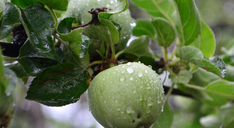Яблоки в Крыму пока дешёвые, как никогда. Фото: Анны Кадниковой