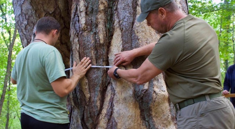 Специалисты - за работой над определением возраста дерева. Фото пресс-службы ФГБУ «Заповедный Крым».