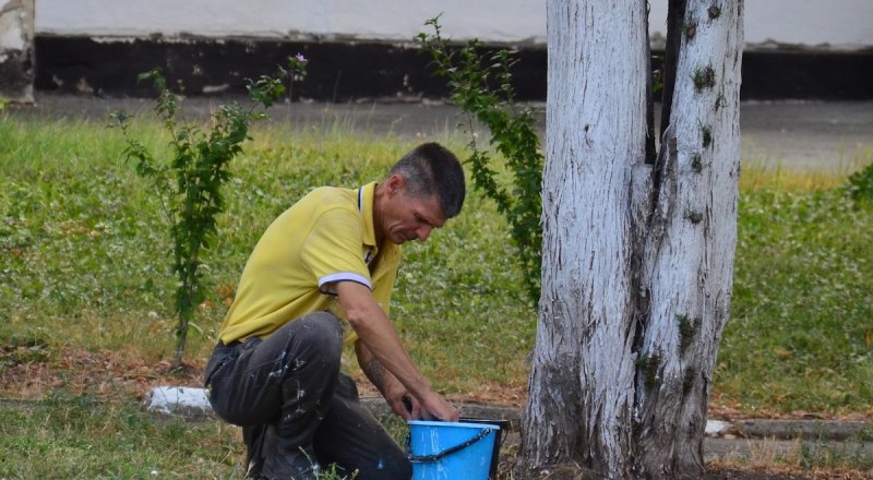 При посадке дерева в городской черте придётся соблюсти массу технических требований.