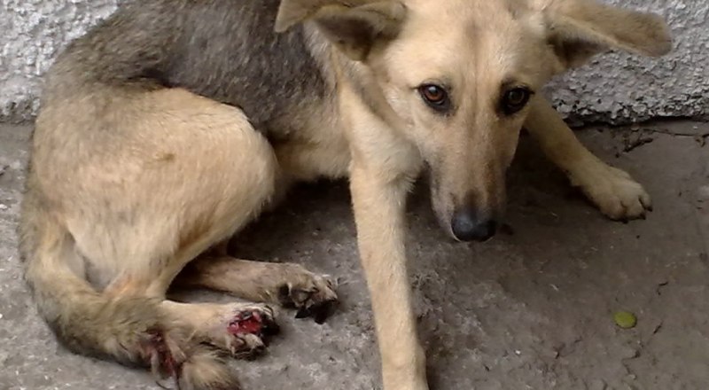 У собаки Умки были повреждены пальцы задних ног. Ветеринар успешно её прооперировал.