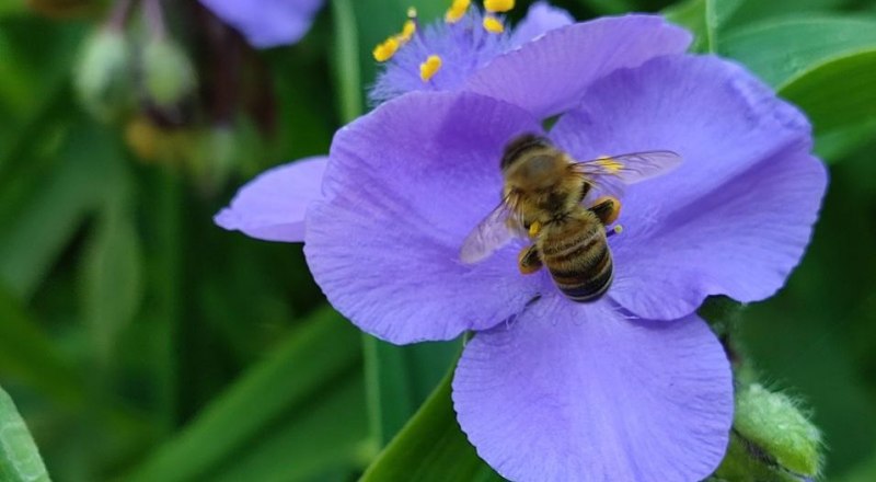 Смертность пчёл можно сократить на 80%. 