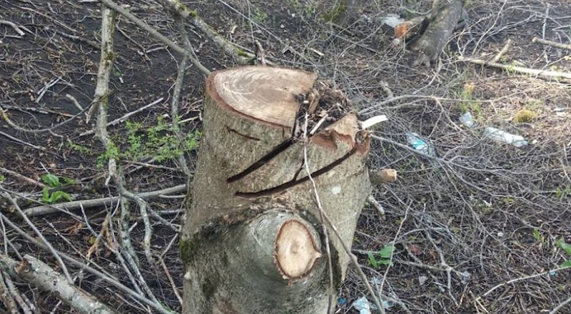 Очередной случай незаконной вырубки деревьев «тянет» больше чем на миллион рублей. Фото Прокуратуры Крыма.