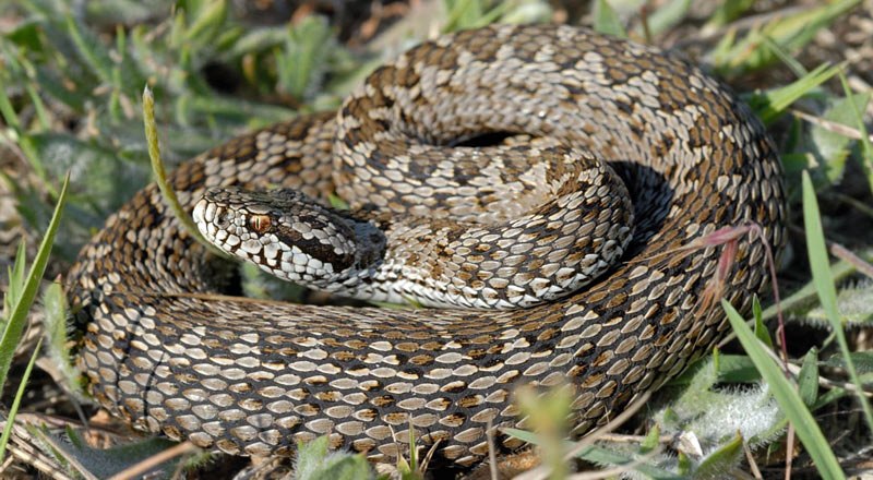 Из ядовитых змей в Крыму обитает только степная гадюка.