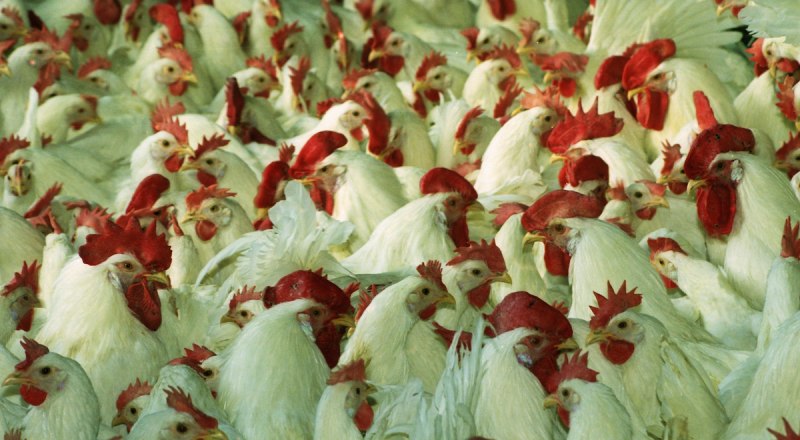 Самый большой дефицит кадров в отрасли животноводства наблюдается на птицефабриках. Фото Анны КАДНИКОВОЙ.