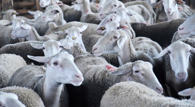Овцеводство - одно из приоритетных направлений для крымского агропрома, поскольку степные пастбища идеально подходят для выпаса. Фото: Анны Кадниковой