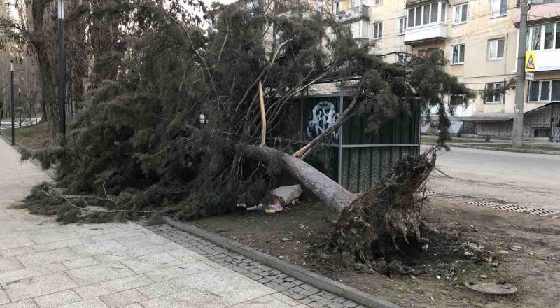 Между набережной и улицей Шполянской который уже день лежит красивое дерево. 
Наверное, его ещё можно спасти.
