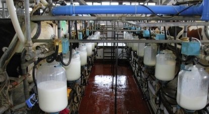Из 20 тонн молока получается всего тонна сливочного масла и около двух тонн творога.