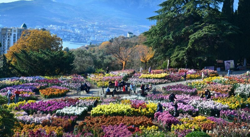  Первый «Осенний бал хризантем» в Никитском ботаничес­ком саду был организован в 1953 году.