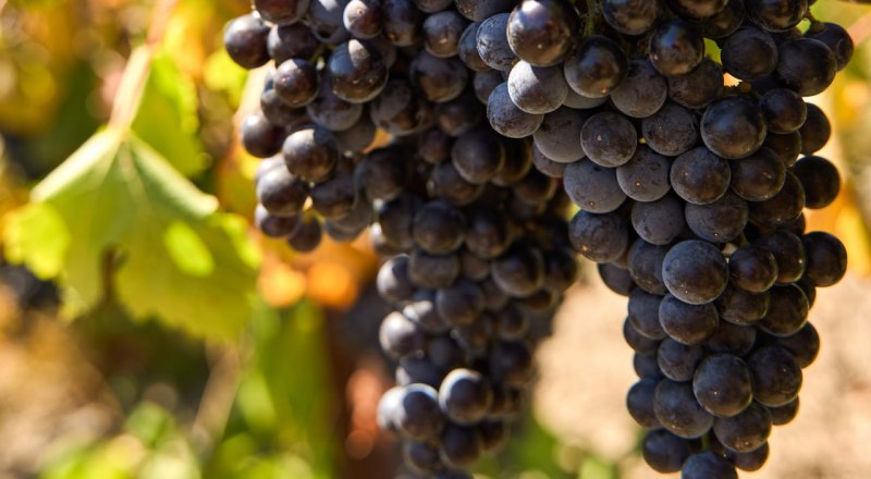 Фото пресс-службы главы РК.