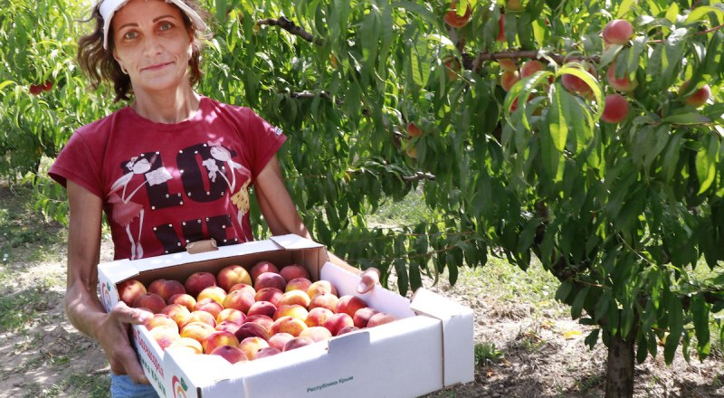Производство фруктов считается одним из самых перспективных направлений для инвестирования в крымский АПК.